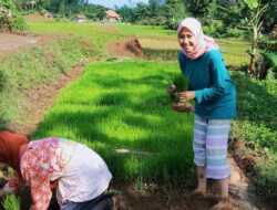 Membangun Kemandirian Pangan: Langkah Menuju Ketahanan Pangan di Majalengka
