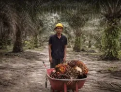 Lonjakan Harga Minyak Dunia Jadi Momentum, Pemerintah Genjot Hilirisasi Sawit dan Biodiesel B50