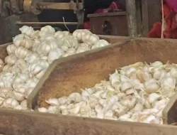 Kementan Perkuat Perbenihan, Upaya Tekan Ketergantungan Impor Bawang Putih
