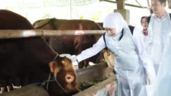 Idul Adha Dongkrak Ekonomi Peternak Jawa Timur