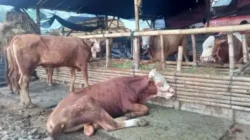 Stok Hewan Kurban di Jabar Dipastikan Aman