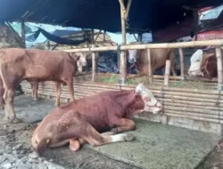 Stok Hewan Kurban di Jabar Dipastikan Aman