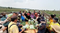 Transmigrasi Batu Betumpang Bidik Pasar SPPG, Petani Panen 107 Kilogram Sayuran
