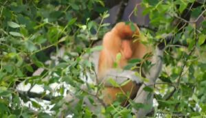 Populasi Hewan Endemik Bakantan Di TWA Pulau Bakut Meningkat Dua Kali Lipat