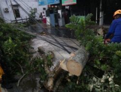 Antisipasi Pohon Tumbang, DLH Balikpapan Lakukan Pemangkasan Secara Berkala