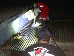 Damkar Tanbu Evakuasi Sarang Tawon Sebesar Karung Goni di Desa Batuah