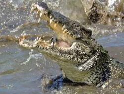 Terkaman Buaya Telan Korban Usia Lanjut di Tanah Bumbu