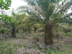 Proyek 20 Juta Hektar Hutan untuk Pangan dan Energi, Walhi Kritik Kemenhut, Picu Kiamat Ekologis