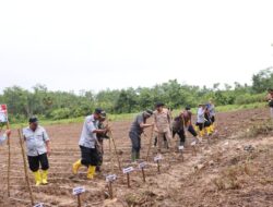 Dorong Ketahanan Pangan, Penanaman Bibit Jagung Digelar di Telaga Langsat