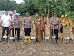 Polsek Simpur dan Forkopimcam Tanam Jagung untuk Dukung Swasembada Pangan