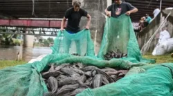 DPRD DKI Desak Pengawasan Ketat Usai Temuan Ikan Sapu-Sapu Jadi Bahan Siomay