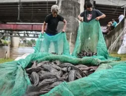 DPRD DKI Desak Pengawasan Ketat Usai Temuan Ikan Sapu-Sapu Jadi Bahan Siomay