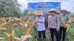 Panen Raya Jagung di Balangan Jadi Simbol Penguatan Ketahanan Pangan