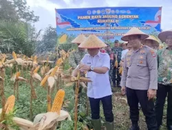 Panen Raya Jagung di Balangan Jadi Simbol Penguatan Ketahanan Pangan