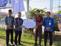 Pemkab Balangan Salurkan 24 Sapi Kurban Bantuan CSR Bank Kalsel untuk Masyarakat