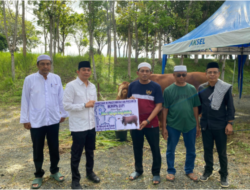 Bupati Tanah Bumbu Serahkan Sapi Kurban Bantuan Presiden Prabowo untuk Masyarakat