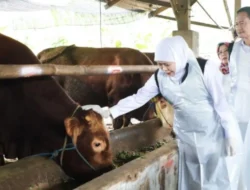 Idul Adha Dongkrak Ekonomi Peternak Jawa Timur