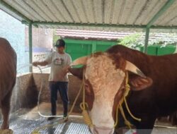 Prabowo Borong Sapi 1,05 Ton Milik Peternak Bantul untuk Kurban