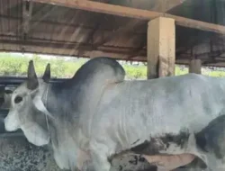 Ketua Komisi III DPR: Penggunaan APBN untuk Sapi Kurban Presiden Prabowo Tidak Langgar Hukum