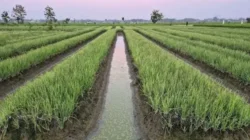 Kementan Perketat Pengawasan Pasokan Bawang Merah Jelang Idul Adha, Produksi Nasional Dipastikan Surplus