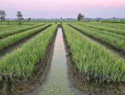 Kementan Perketat Pengawasan Pasokan Bawang Merah Jelang Idul Adha, Produksi Nasional Dipastikan Surplus