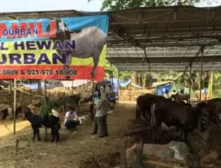 DKI Perkuat Distribusi dan Kualitas Daging Sapi Jelang Iduladha, Siapkan 900 Sapi Impor