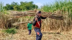 Mentan Genjot Bongkar Ratoon 100 Ribu Hektare per Tahun, Target Swasembada Gula Putih 2028