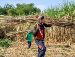 Mentan Genjot Bongkar Ratoon 100 Ribu Hektare per Tahun, Target Swasembada Gula Putih 2028