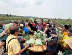 Transmigrasi Batu Betumpang Bidik Pasar SPPG, Petani Panen 107 Kilogram Sayuran